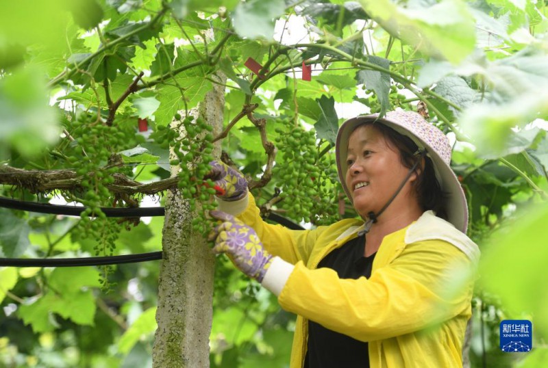 5月6日，在廣西東蘭縣武篆鎮(zhèn)東里村葡萄園，村民在管護(hù)葡萄。