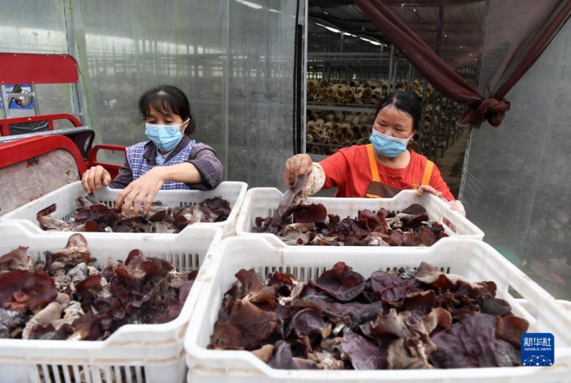 5月6日，在廣西東蘭貴隆生態(tài)農(nóng)業(yè)科技有限公司食用菌產(chǎn)業(yè)園，工人分揀剛采摘的食用菌。